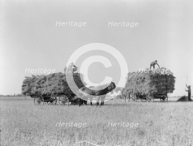 Harvesting oats, Clayton, Indiana, 1936. Creator: Dorothea Lange.