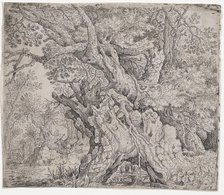 Gnarled Tree, ca. 1608-09. Creator: Roelandt Savery.