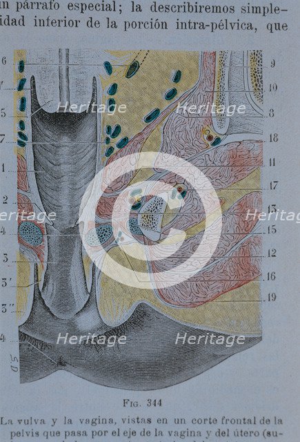 Vulva and vagina: a front sectional view of the pelvis which passes through the axis of the vagin…