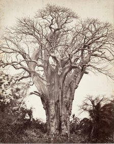 Baobab à Mohéli, 1863. Creator: Désiré Charnay.