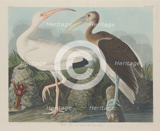 White Ibis, 1834. Creator: Robert Havell.