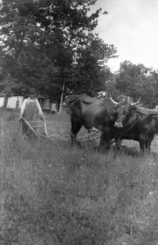 Oxen, Appalachia, USA, 1916-1918. Artist: Cecil Sharp