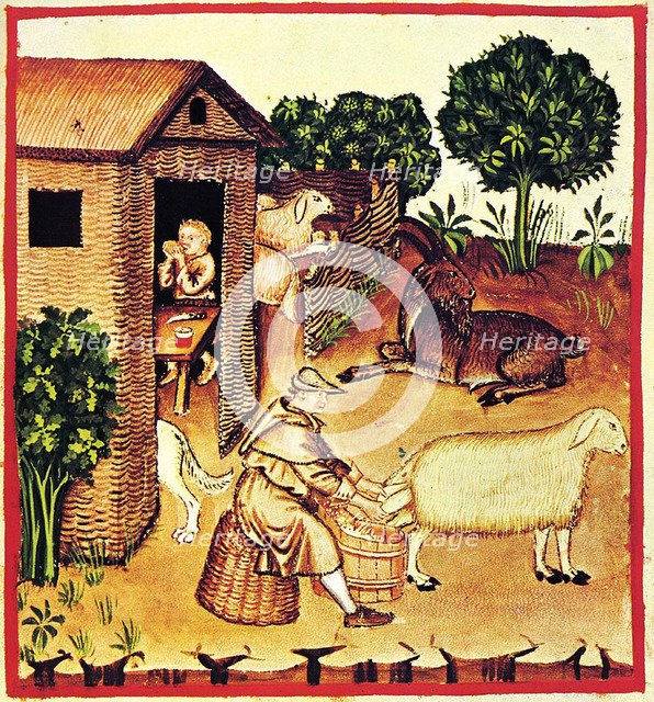 The production of cheese. A miniature from Tacuinum Sanitatis, Second Half of 14th cen.. Artist: Anonymous  