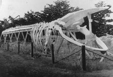 Skeleton of a whale, between c1900 and c1930. Creator: Unknown.