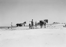 Beach scene with horses, East Hampton, Long Island, between 1933 and 1942. Creator: Arnold Genthe.