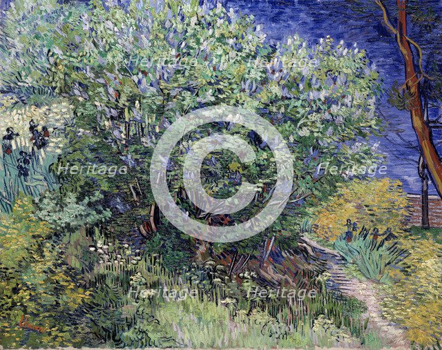 'Lilac Bush', 1889.  Artist: Vincent van Gogh