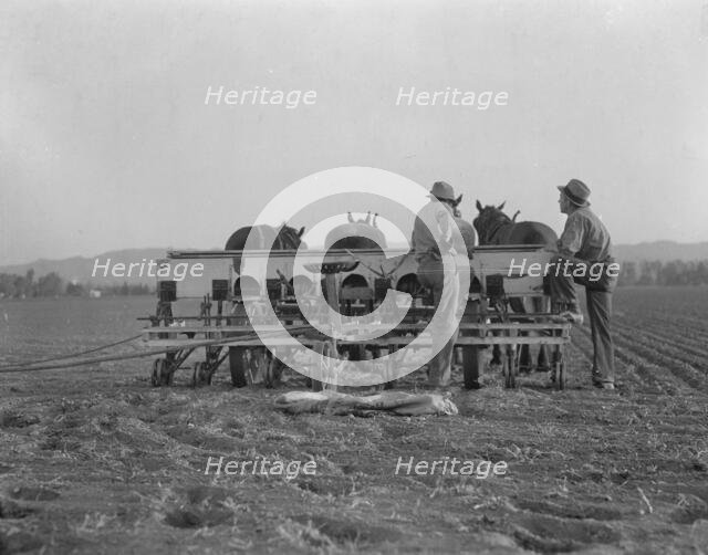 Farmers talking politics, potato fields, California, 1936. Creator: Dorothea Lange.