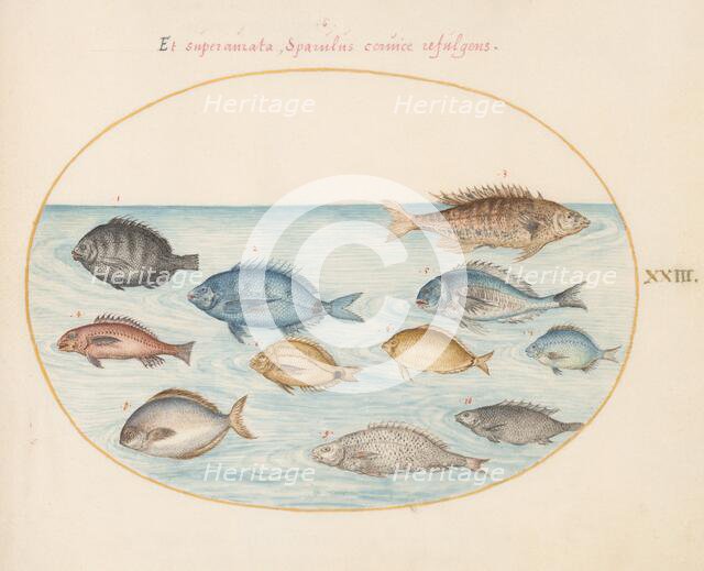 Animalia Aqvatilia et Cochiliata (Aqva): Plate XXIII, c. 1575/1580. Creator: Joris Hoefnagel.