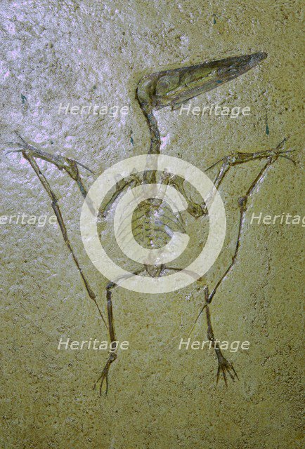 Fossil of a Pterodactyl. Artist: Unknown