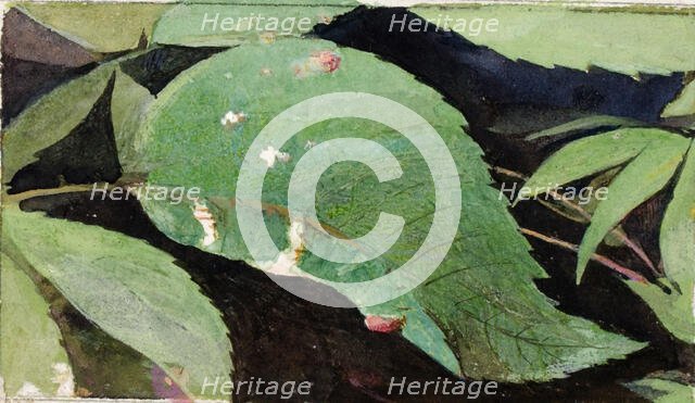 White Birch Leaf Edge Caterpillar..., late 19th-early 20th century. Creator: Emma Beach Thayer.