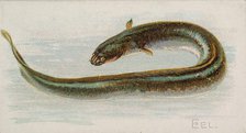 Eel, from the Fish from American Waters series (N8) for Allen & Ginter Cigarettes Brands, 1889. Creator: Allen & Ginter.