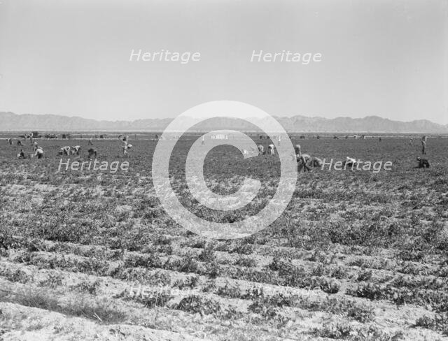 500 pea pickers in field of large-scale Sinclair Ranch, near Calipatria, California, 1939. Creator: Dorothea Lange.