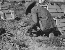 One of the hundred carrot pullers in this field in the Coachella Valley, California, 1937. Creator: Dorothea Lange.