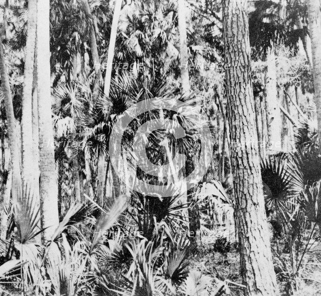 In the jungle, India, c1900s. Artist: Unknown