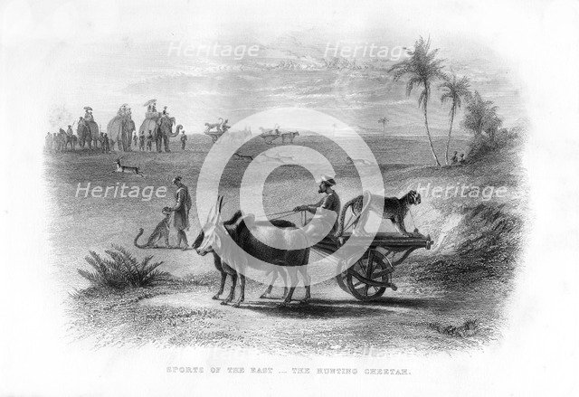 'Sports of the East, The Hunting Cheetah', 19th century. Artist: Unknown