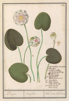 White water lily (Nymphaea alba), 1596-1610. Creators: Anselmus de Boodt, Elias Verhulst.