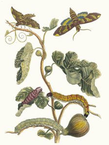 Figuier d'Amerique. From the Book Metamorphosis insectorum Surinamensium, 1705. Creator: Merian, Maria Sibylla (1647-1717).