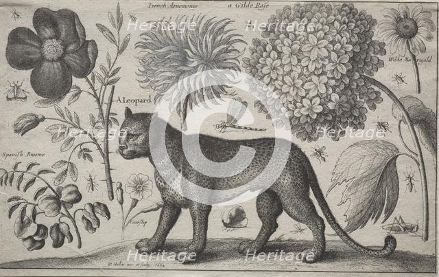Animals and Plants: Leopard with Plants and Insects, 1662. Creator: Wenceslaus Hollar (Bohemian, 1607-1677).