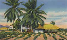 'East Indian Huts, Trinidad, B.W.I.', c1940s. Creator: Unknown.