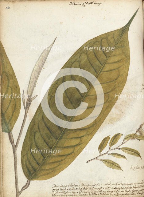 Durian leaf, 1785. Creator: Jan Brandes.