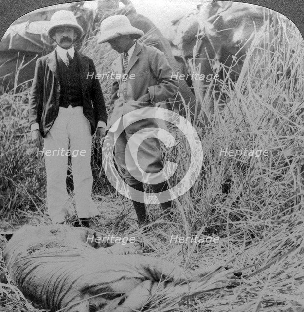 The dead maneater, Behar jungle, India, c1900s(?).Artist: Underwood & Underwood