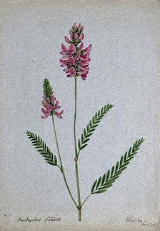 A plant (Onobrychis sativa) related to holy clover): flowering stem, 1902. Creator: Unknown.