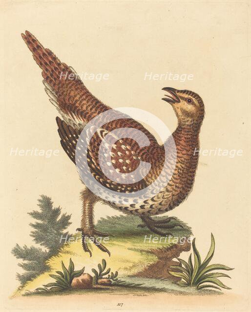 Brown Speckled Bird. Creator: George Edwards.