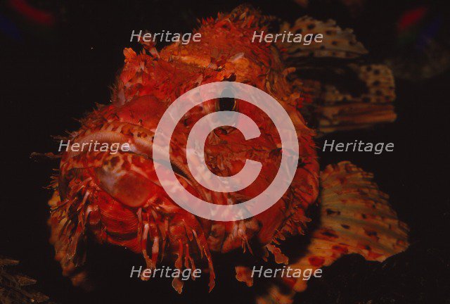 Scorpion Fish, (Peixe Carneiro), 20th century. Artist: CM Dixon.