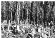 Cypress trees in the cemetery of Scutari, Turkey, 1895. Artist: Unknown