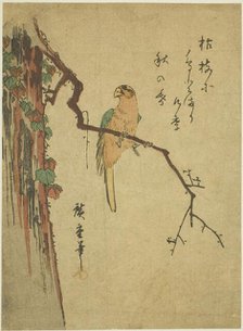 Macaw on ivy-covered tree, 1830s. Creator: Ando Hiroshige.