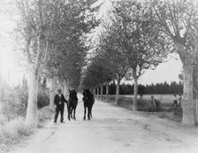 An avenue of plane trees, 1925. Creator: Frances Benjamin Johnston.