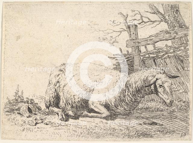 A sheep lying with its legs folded underneath its body next to a wooden fence, the she..., ca. 1655. Creator: Karel Du Jardin.