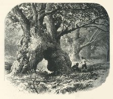 'Oaks in Needwood Forest', c1870.