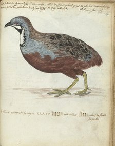 Javan quail, 1785. Creator: Jan Brandes.