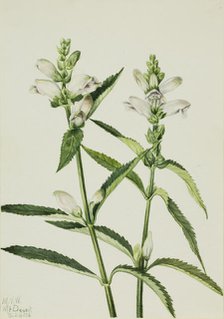 Turtlehead (Chelone glabra), 1926. Creator: Mary Vaux Walcott.