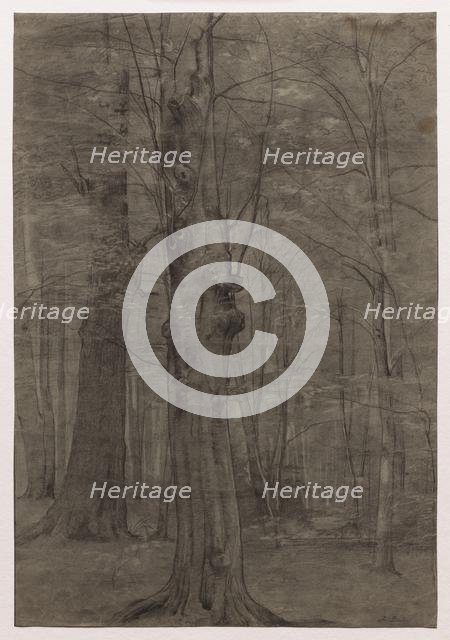 Trees. Creator: Leopold Bode (German, 1831-1906).