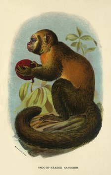 'Smooth-Headed Capuchin', 1896. Artist: Henry Ogg Forbes.