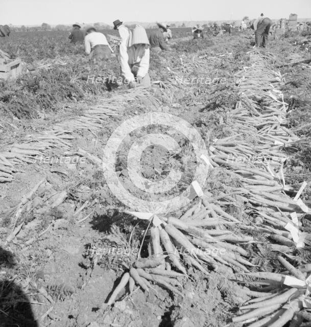Migratory field worker pulling carrots, Imperial Valley, California, 1939. Creator: Dorothea Lange.