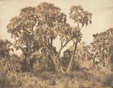 Palmiers Doums à Hamarneh, 1849-50. Creator: Maxime du Camp.