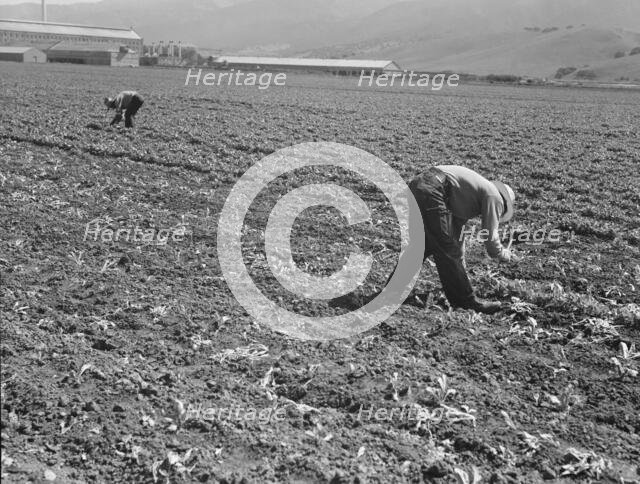 Spreckels sugar factory and sugar beet field, Monterey County, California, 1939. Creator: Dorothea Lange.