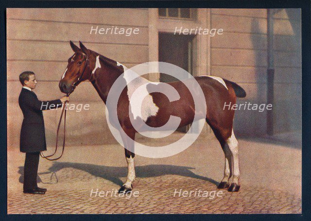 'A photograph of a horse taken with a Zeiss Tessar lens', c1908. Artist: Franz Kuhn.