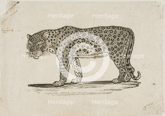 Leopard, n.d. Creator: Thomas Bewick.