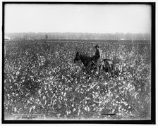 Cotton fields at Dahomey, Miss., between 1900 and 1910. Creator: Unknown.