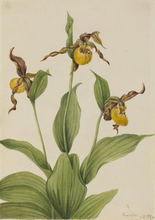 Small Yellow Ladyslipper (Cypripedium parviflorum), 1917. Creator: Mary Vaux Walcott.