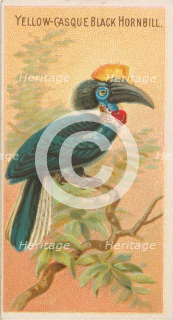 Yellow-Casque Black Hornbill, from the Birds of the Tropics series (N5) for Allen & Ginter..., 1889. Creator: Allen & Ginter.