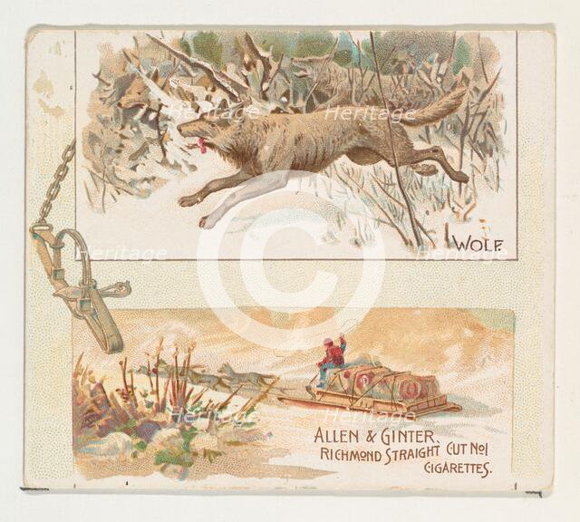 Wolf, from Quadrupeds series (N41) for Allen & Ginter Cigarettes, 1890. Creator: Allen & Ginter.