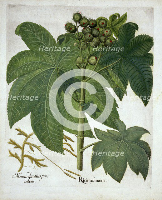 Castor Oil Plant, from 'Hortus Eystettensis', by Basil Besler (1561-1629) pub. 1613 