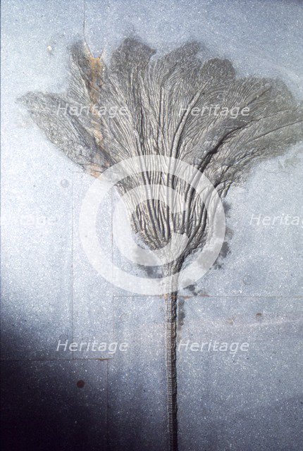 Fossil. Crinoid Lily, Ordovician to Pleistocene period, c450 million-10,000 BC. Artist: Unknown.