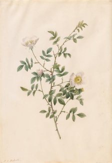 Brier Bush Rose or Dog Rose (Rosa Sepium Rosea), 1817-1824. Creator: Henry Joseph Redouté (French, 1766-1853).