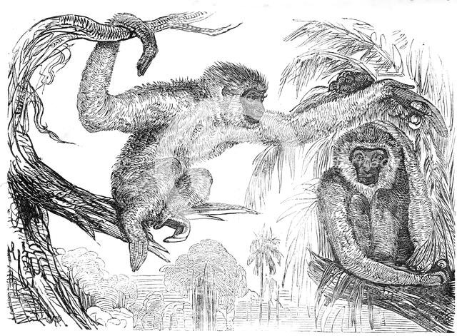 The "Wou-wou", or silvery gibbons, 1845. Creator: Unknown.